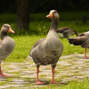 Czerniakowską do Wisły tupta nurogęś. Pomagają policjanci